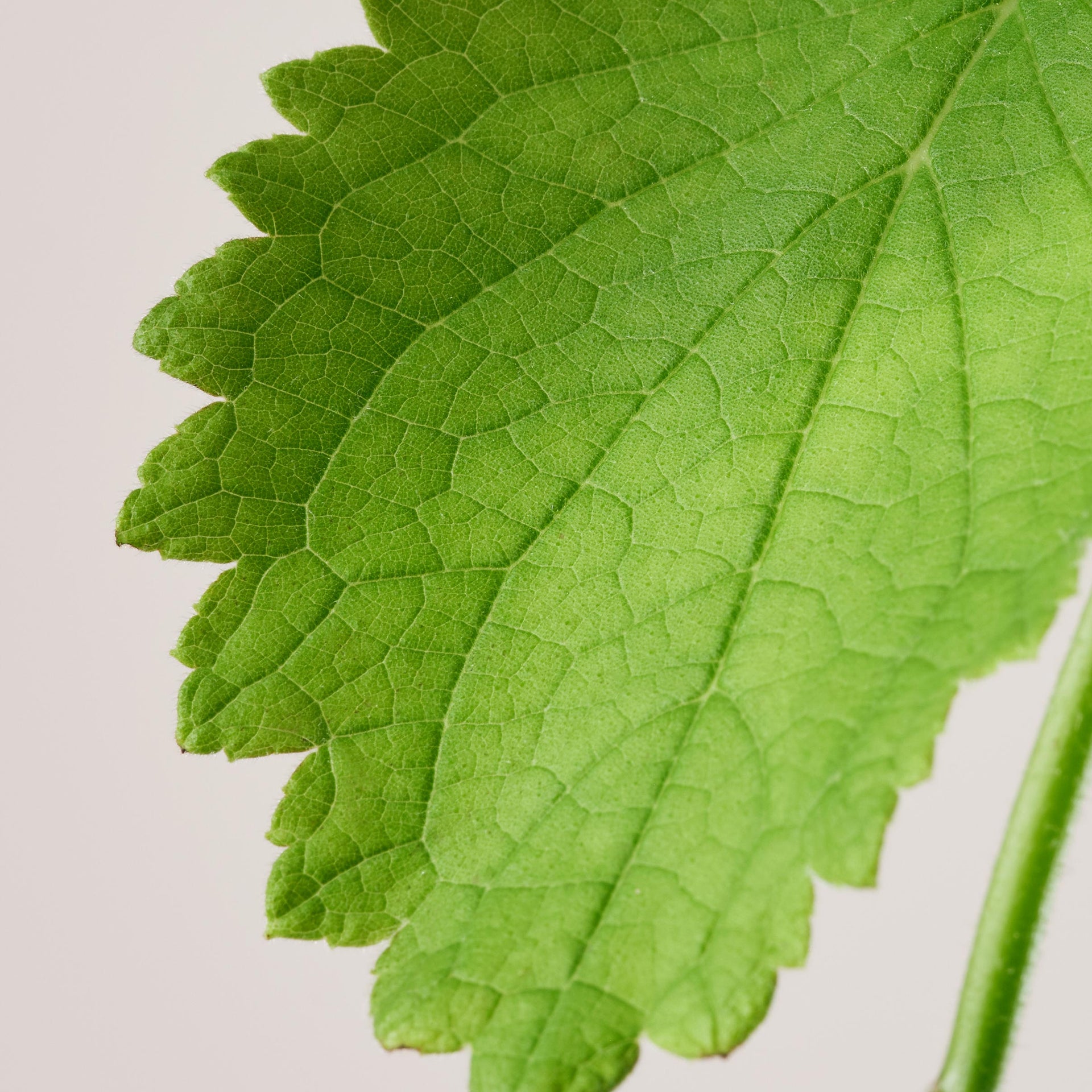 Payot Biome Friendly Solid Shampoo