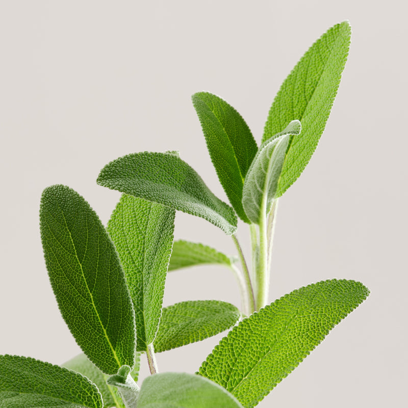 Déodorant Payot 24h Freshness Roll-On